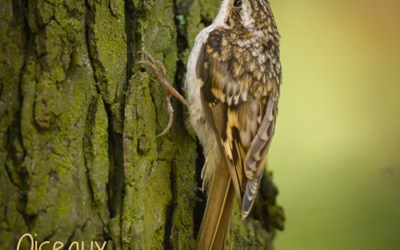 Oiseaux des arbres