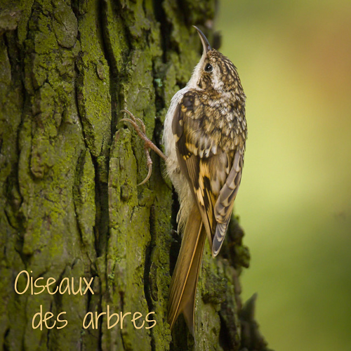 Oiseaux des arbres