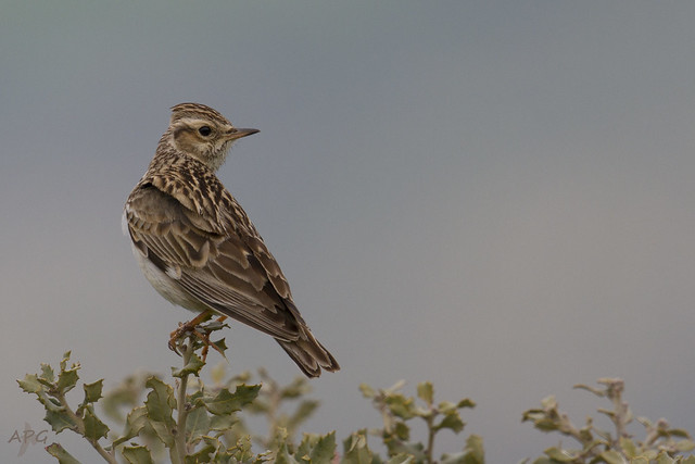 L'Alouette lulu, sujet du dernier article du Bird-blog d'une histoire de plumes