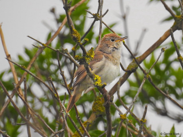 Le Rossignol philomèle, oiseau  à observer en avril et en mai, sujet du nouvel article du bird-blog d'une histoire de plumes