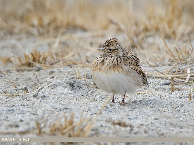 L'Alouette des champs, sujet du dernier article du Bird-blog d'une histoire de plumes