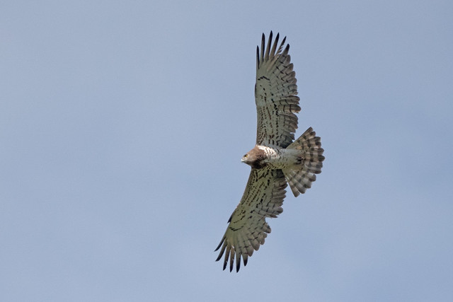 Le Circaète Jean-le-Blanc, oiseau à observer en avril et en mai, sujet du nouvel article du bird-blog d'une histoire de plumes