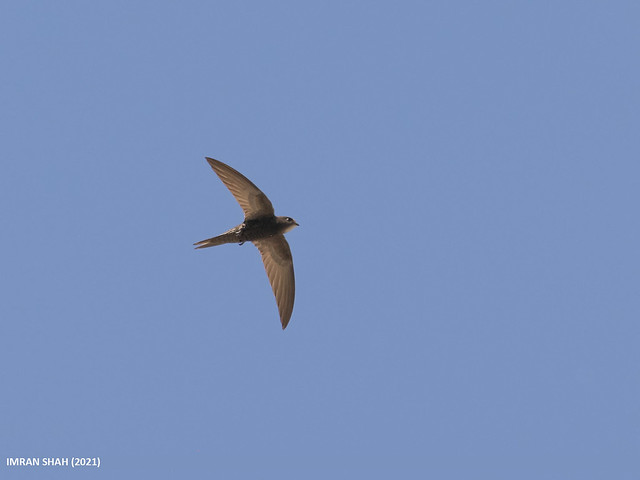 Le Martinet noir, oiseau à observer en avril et en mai, sujet du nouvel article du bird-blog d'une histoire de plumes