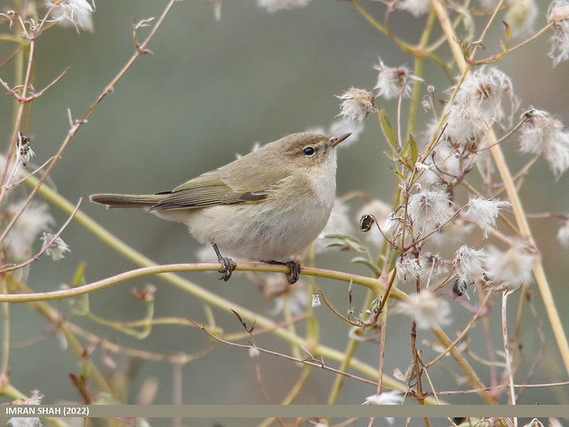 Le pouillot véloce, oiseau à observer en avril et en mai, sujet du nouvel article du bird-blog d'une histoire de plumes