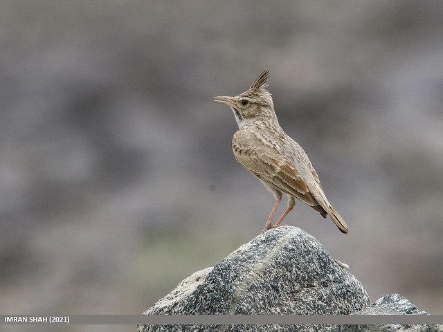 Le Cochevis huppé, sujet du dernier article du Bird-blog d'une histoire de plumes