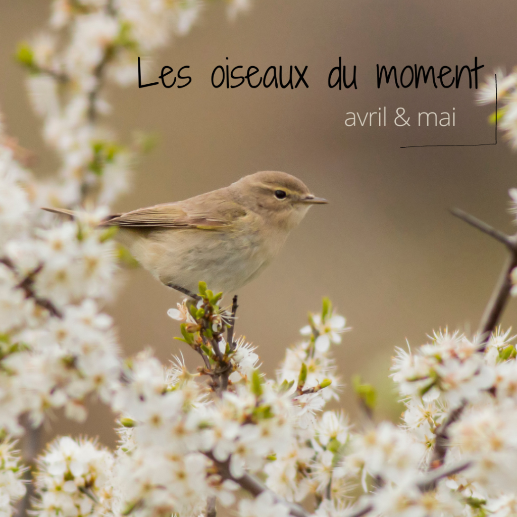Les oiseaux du moment, en avril et mai, sujet du nouvel article du bird-blog d'une histoire de plumes