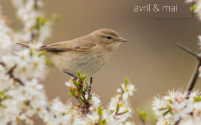 Les oiseaux du moment : avril/mai