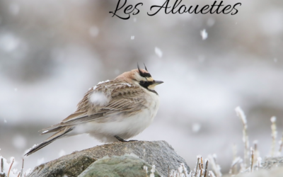 Une histoire d’Oiseaux : les Alouettes