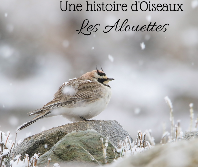 Une histoire d’Oiseaux : les Alouettes