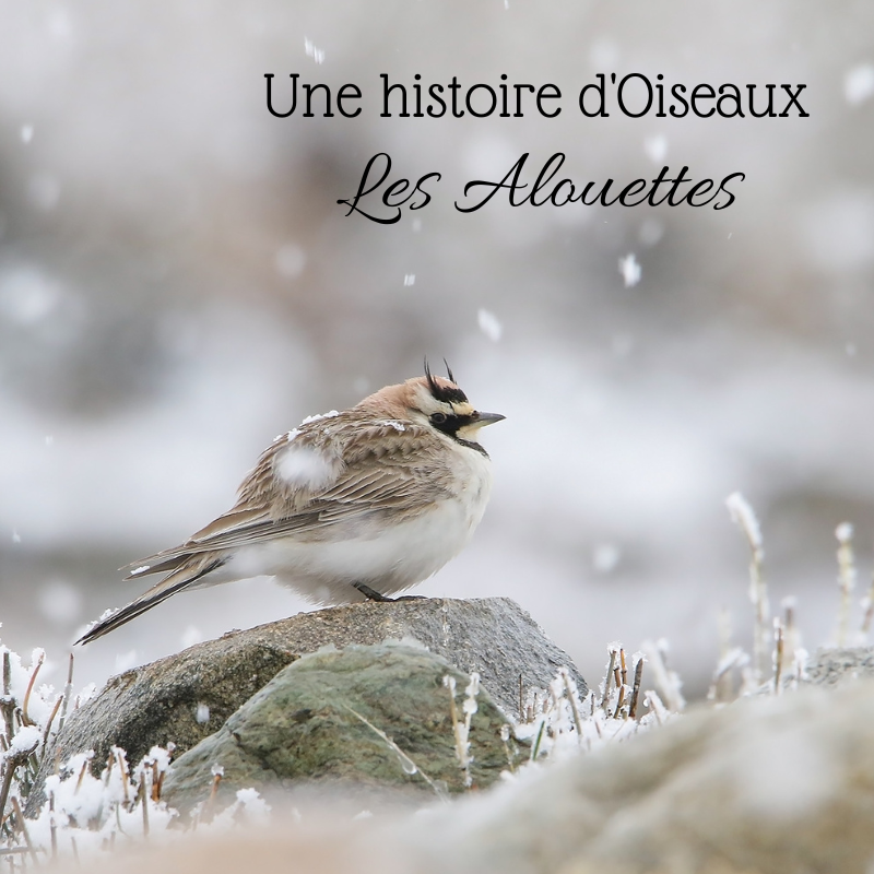 Les alouettes, sujet du dernier article du Bird-blog d'une histoire de plumes