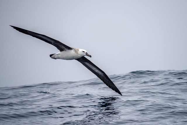 L'albatros, un étonnant oiseau marin, sujet du dernier article du bird-blog d'une histoire de plumes