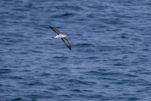 Le Puffin des anglais, un étonnant oiseau marin, sujet du dernier article du bird-blog d'une histoire de plumes