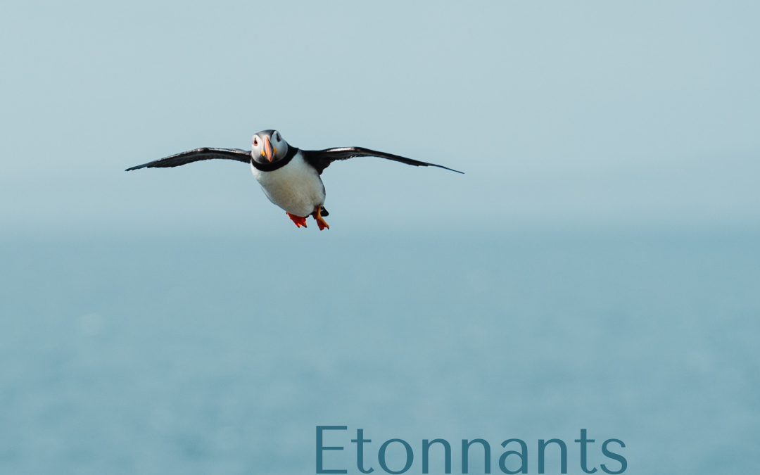 Etonnants oiseaux marins !