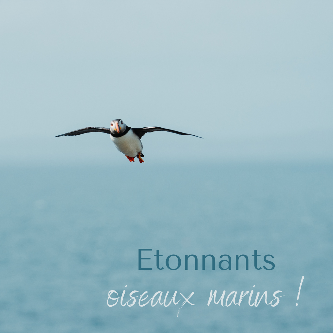 Les oiseaux marins, sujet du dernier article du bird-blog d'une histoire de plumes