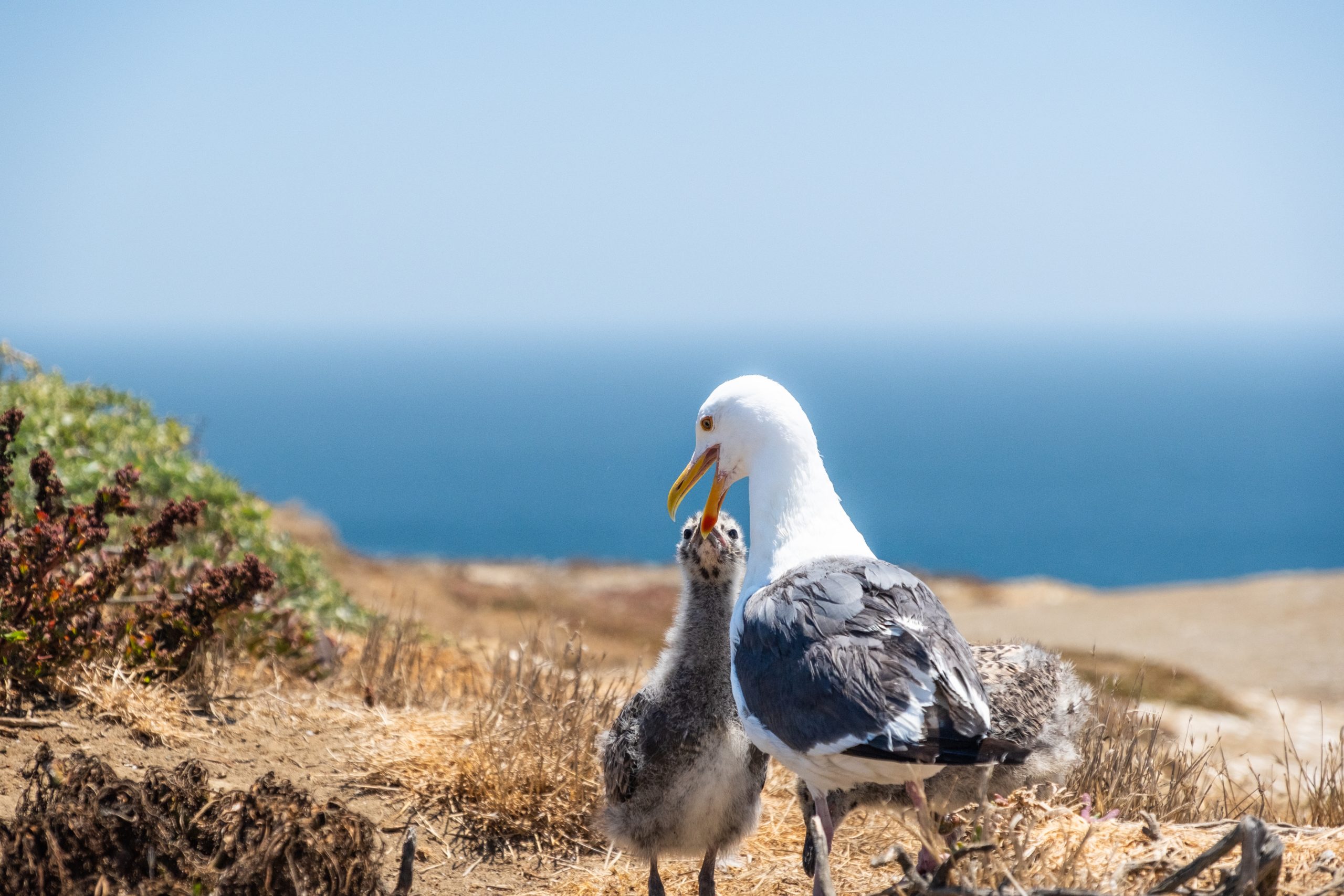 Les oiseaux marins, sujet du dernier article du bird-blog d'une histoire de plumes