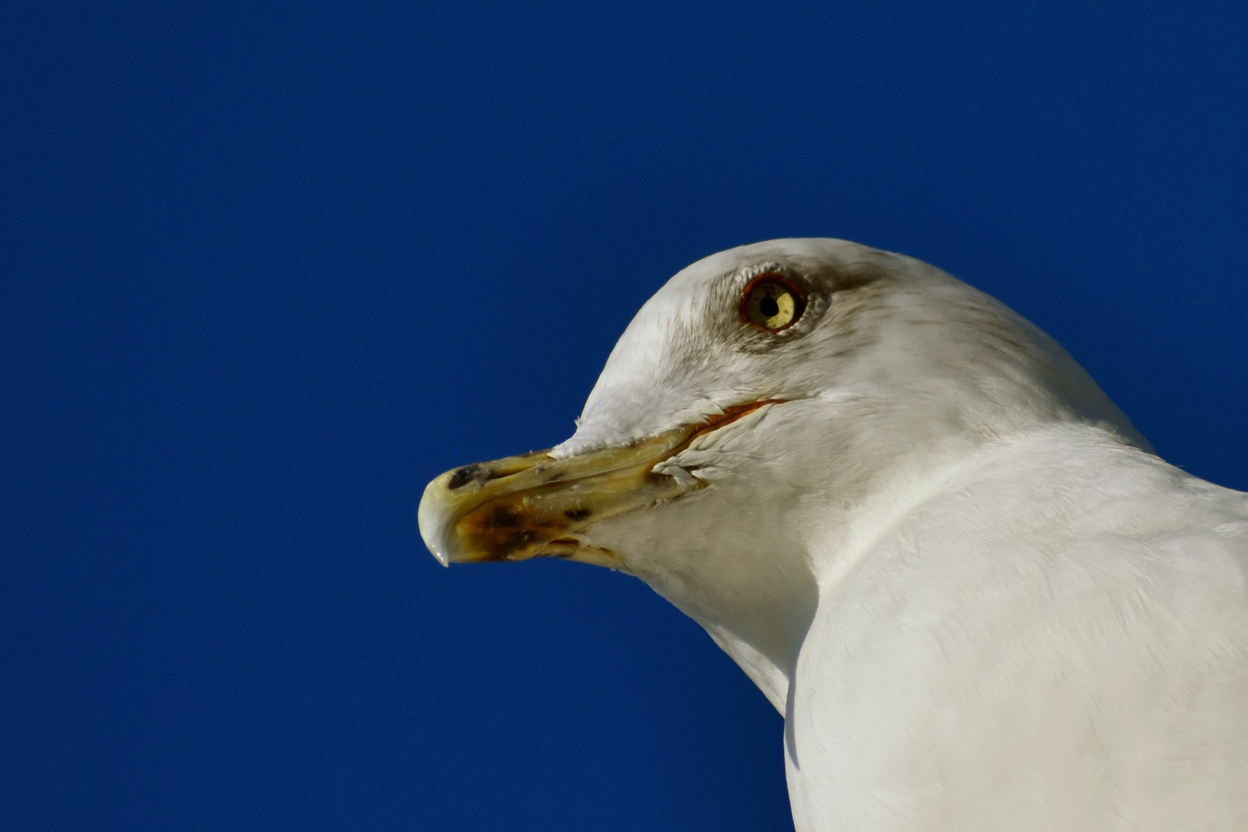 Les oiseaux marins, sujet du dernier article du bird-blog d'une histoire de plumes