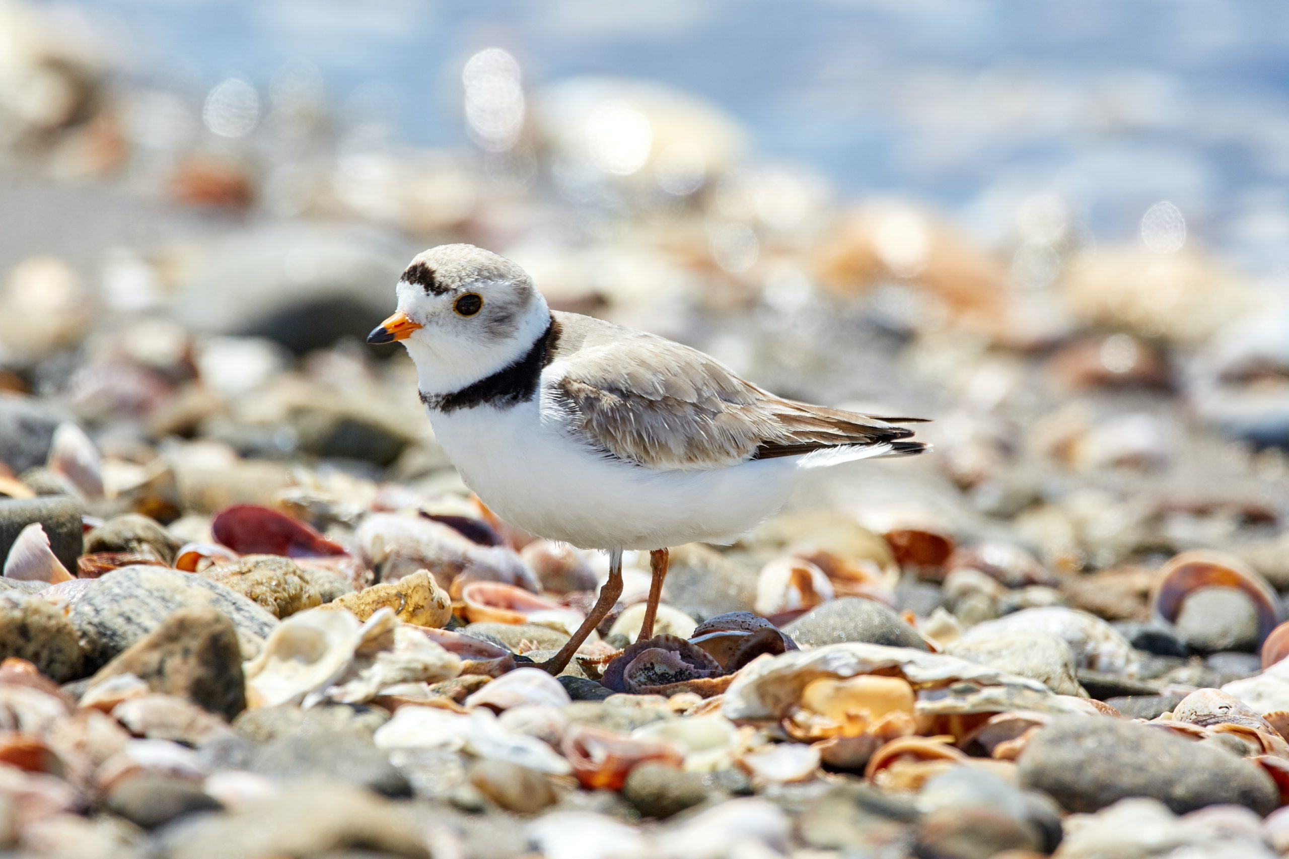 Le Pluvier siffleur, un étonnant oiseau marin, sujet du dernier article du bird-blog d'une histoire de plumes