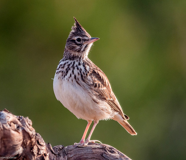 Le Cochevis de Thékla, un rare oiseau à observer en France, sujet du dernier article du bird-blog d'une histoire de plumes