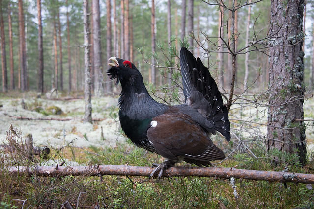 Le Grand Tétras, un rare oiseau à observer en France, sujet du dernier article du bird-blog d'une histoire de plumes