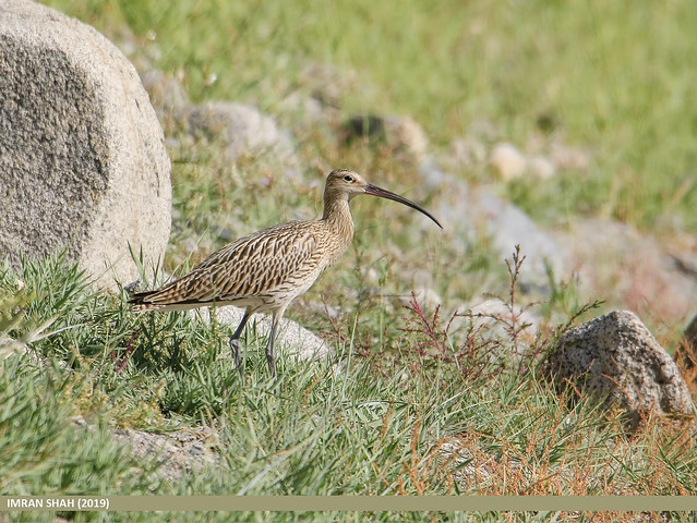 Le Courlis cendré, un rare oiseau à observer en France, sujet du dernier article du bird-blog d'une histoire de plumes