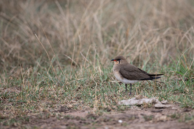 La Glaréole à collier, un rare oiseau à observer en France, sujet du dernier article du bird-blog d'une histoire de plumes