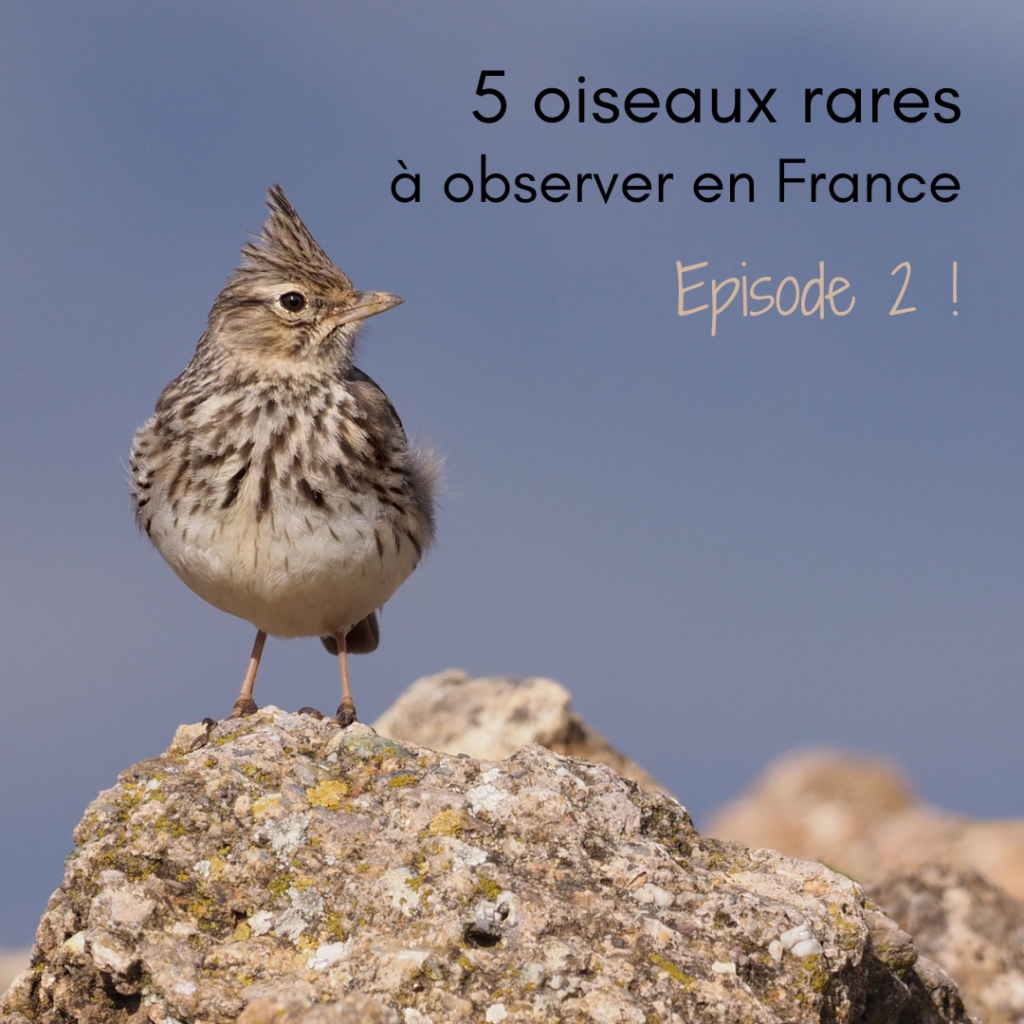 Quels oiseaux rares observer en France ? Le dernier article du Bird-blog d'une histoire de plumes