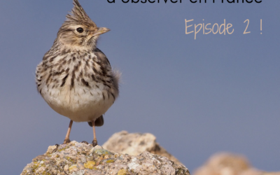 5 oiseaux rares à observer en France – Episode 2