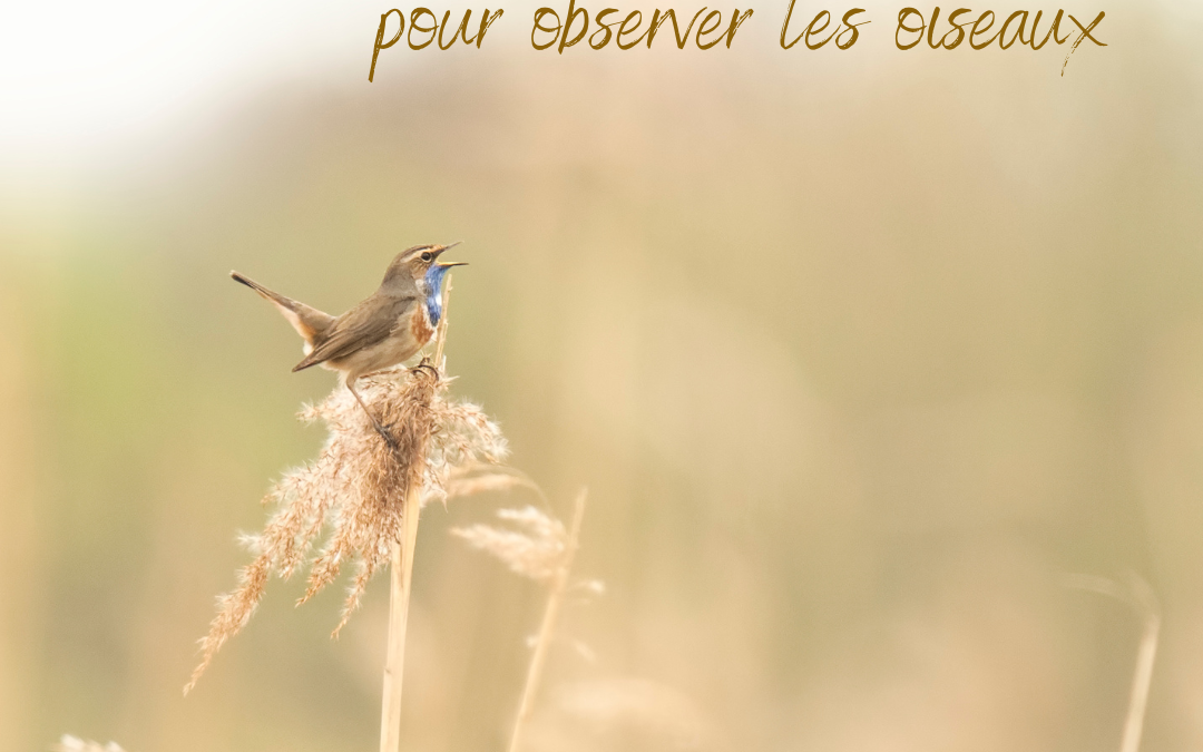 5 spots pour observer les oiseaux