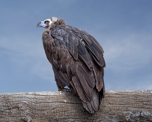 Le Vautour moine, un rare oiseau à observer en France, sujet du dernier article du bird-blog d'une histoire de plumes