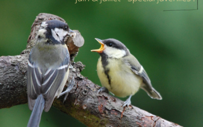 Les oiseaux du moment : juin/juillet – spécial juvéniles