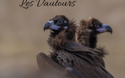 Une histoire d’Oiseaux : les vautours