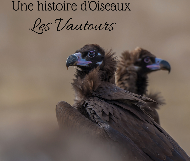 Une histoire d’Oiseaux : les vautours