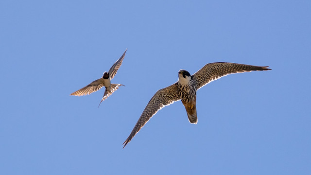 Le Faucon hobereau, un oiseau "bizarre" sujet du dernier article du bird-blog d'une histoire de plumes