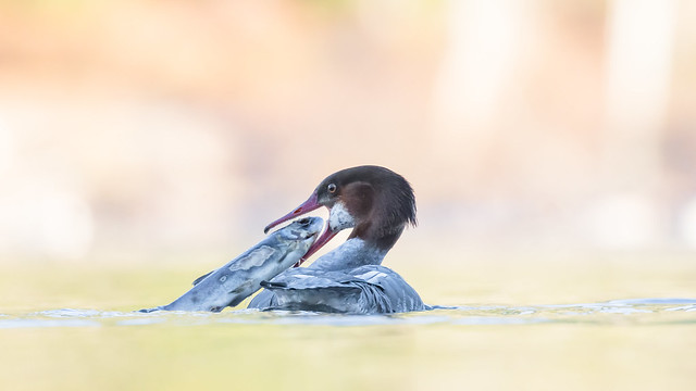 Le Harle huppé, un oiseau "bizarre" sujet du dernier article du bird-blog d'une histoire de plumes