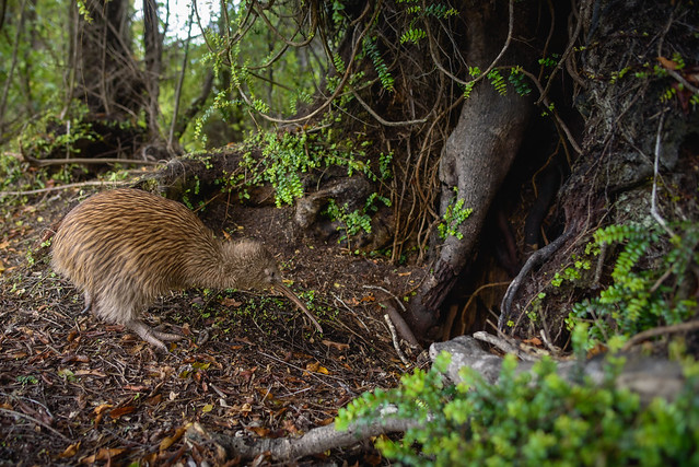 Le Kiwi austral, un oiseau "bizarre" sujet du dernier article du bird-blog d'une histoire de plumes