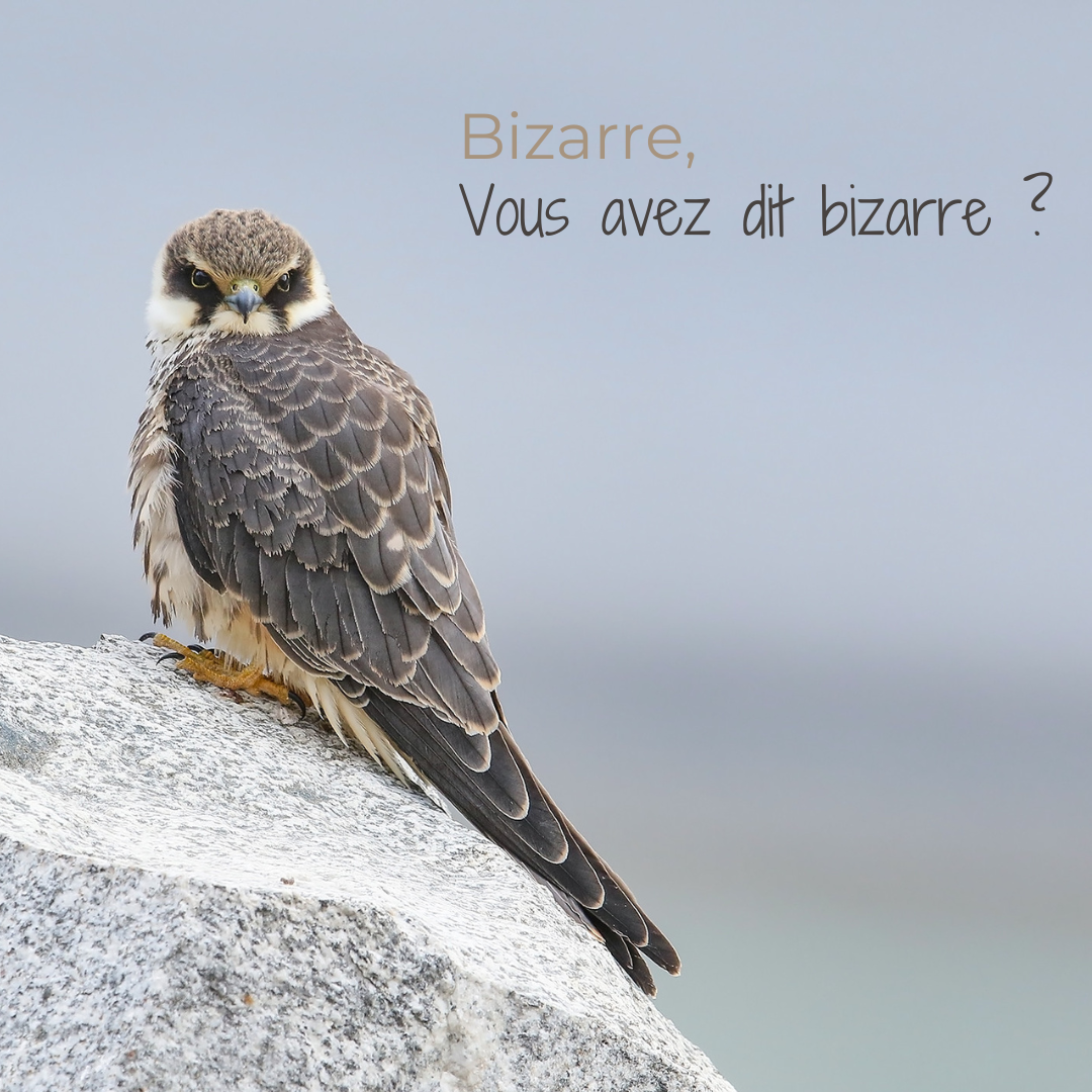 Les oiseaux étranges et bizarres sont à l'honneur dans le nouvel article du bird-blog d'une histoire de plumes