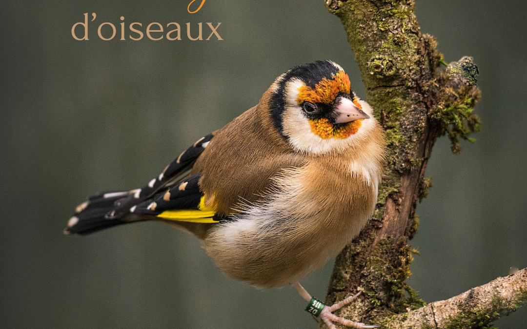 Liste (rouge) d’oiseaux