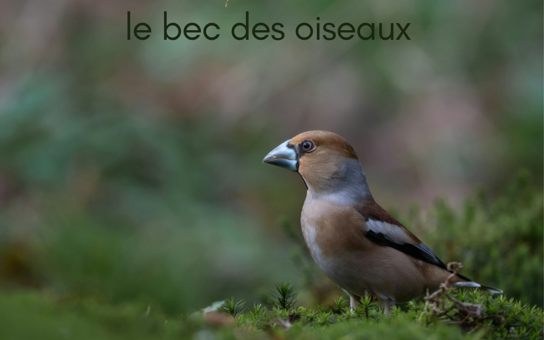 Vrai ou faux : le bec des oiseaux