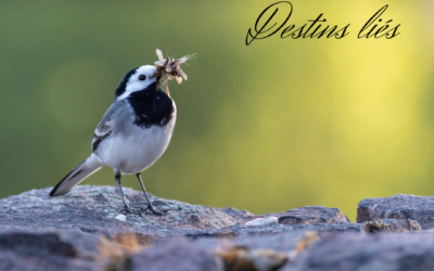 Oiseaux & insectes : destins liés