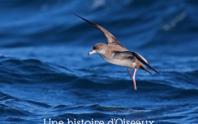 Une histoire d’Oiseaux : Puffin, fulmar & pétrel