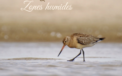 Oiseaux et zones humides