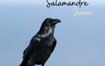 Une histoire de…Salamandre Junior