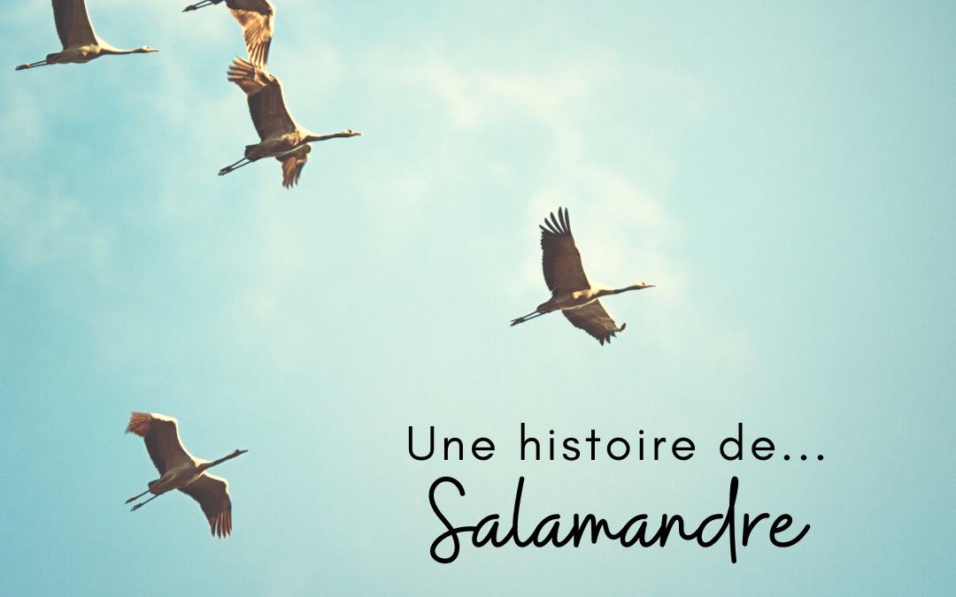 Une histoire de…Salamandre