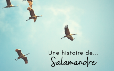 Une histoire de…Salamandre