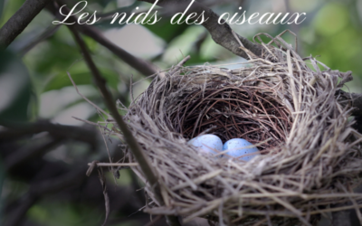 Bird-Quiz : les nids des oiseaux