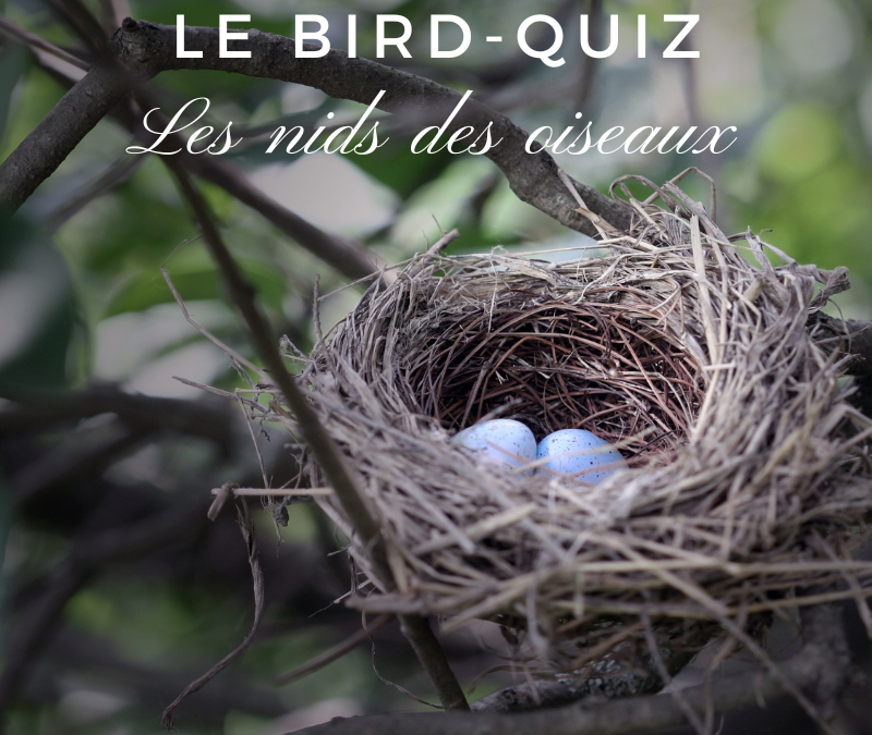 Bird-Quiz : les nids des oiseaux