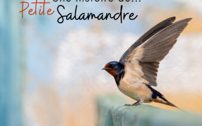 Une histoire de…Petite Salamandre