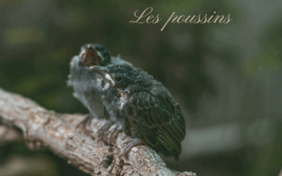 Bird-Quiz : les poussins