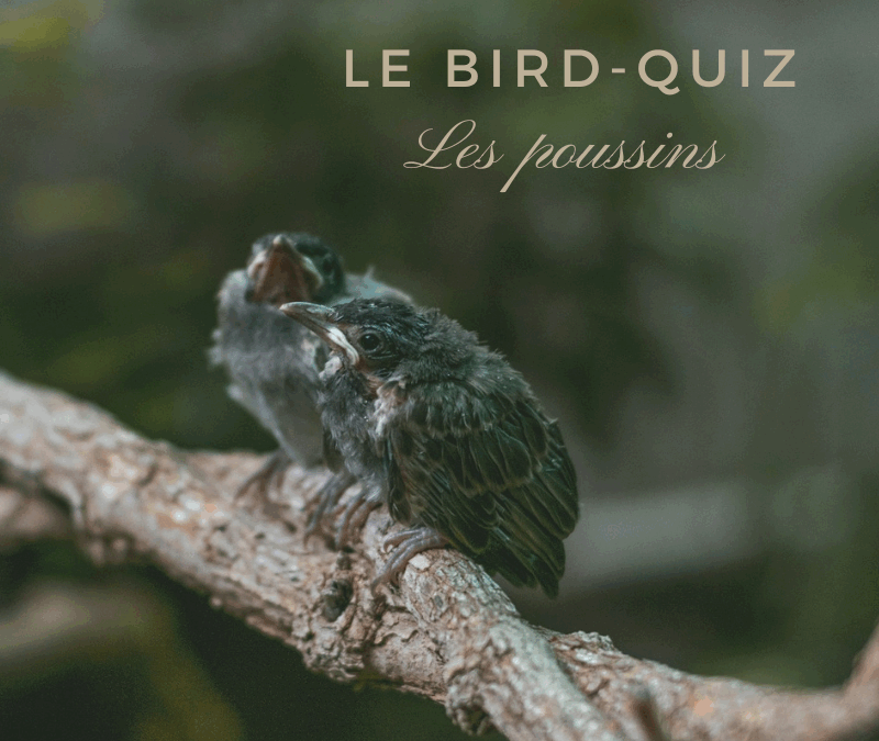 Bird-Quiz : les poussins