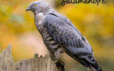 Une histoire de…Salamandre – n°288